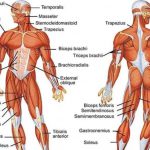 تاثیر EMS بر عضلات